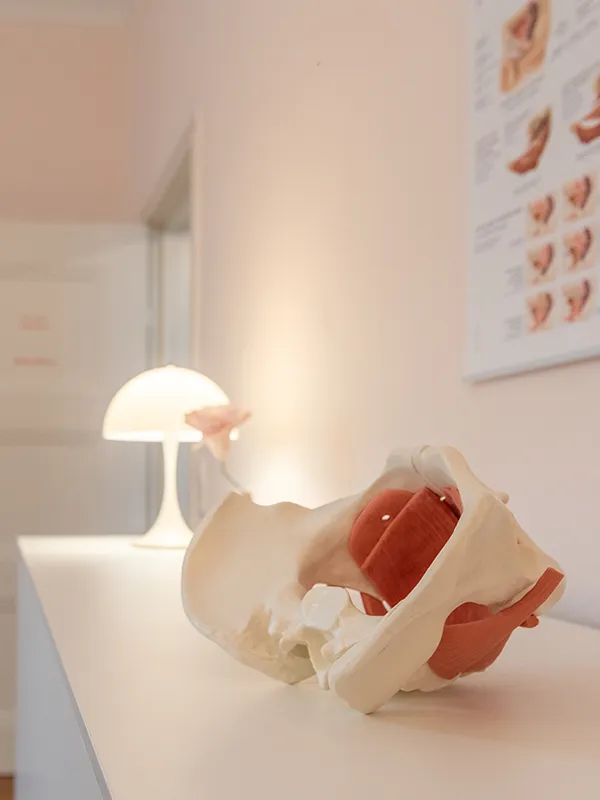 Modell eines menschlichen Beckens im Frauenzimmer Konstanz - Praxis für Beckenbodenphysiotherapie und Physiotherapie. Frauengesundheit durch Beckenboden Check-up und Pessaranpassung in Konstanz.